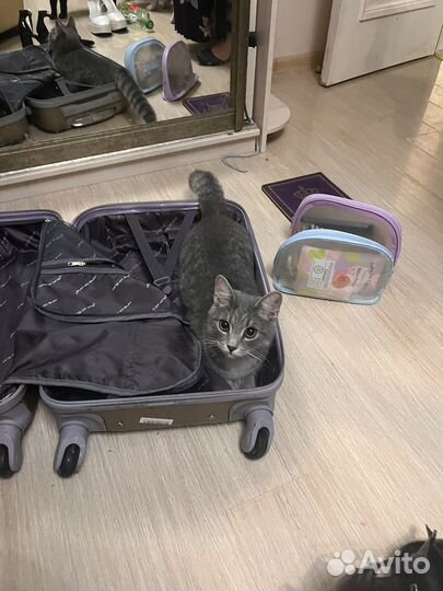 Котик в добрые руки