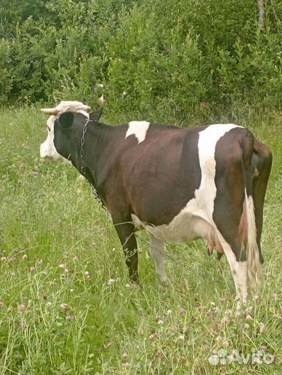 Корова дойная (две из трёх на выбор)