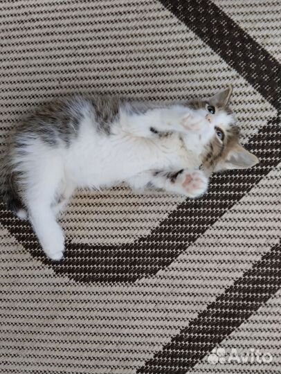 Отдам бесплатно