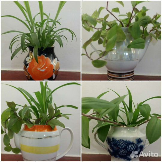 Растения комнатные