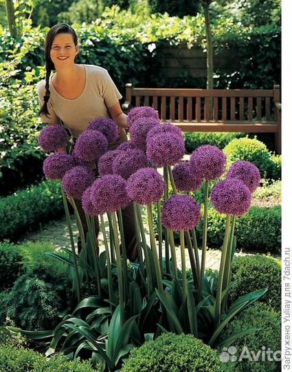 Лук Суворова Анзур. Чеснок Рокамболь