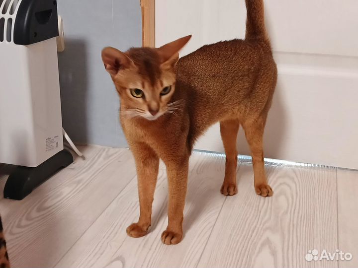 Абиссинская кошка