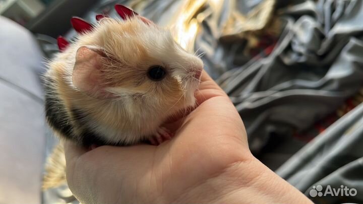 Морская свинка