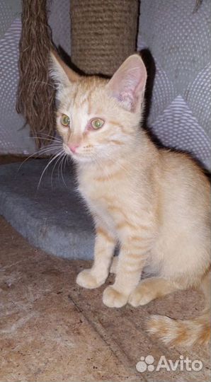 Котенок мальчик