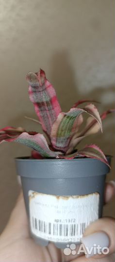 Криптантус Red Star