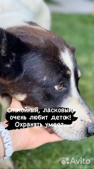 Мой хозяин умер