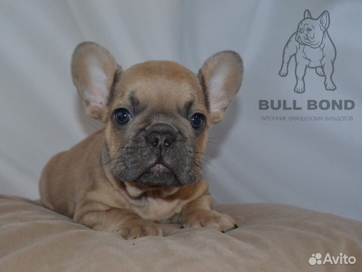 Французский бульдог щенок голубо-палевый