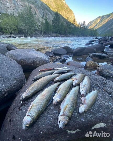 Тур Алтай рыболовный