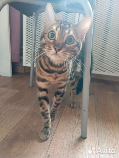 Котопёс гостиница для животных