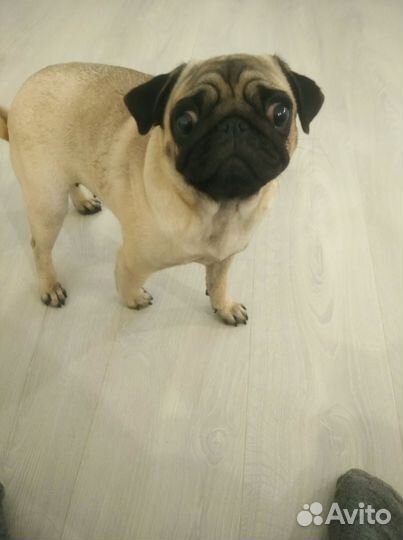 Мопс девочка