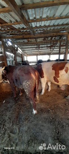 Быки на мясо живым весом