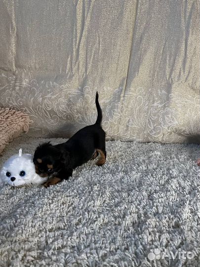 Кавалер кинг чарльз спаниель