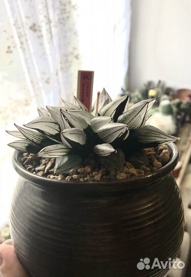 Хавортия атрофукса мутант