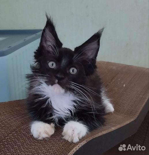 Мейн-кун с родословной