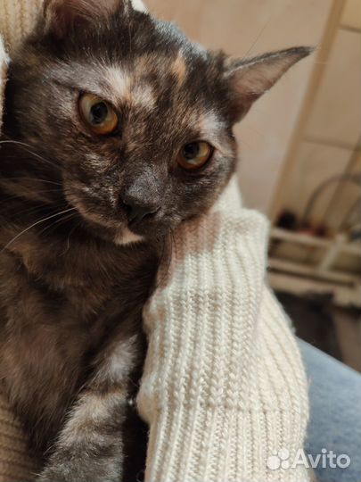 Котенок на счастье