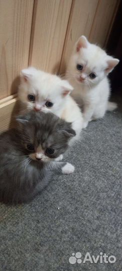 Шотланские вислоухие котята