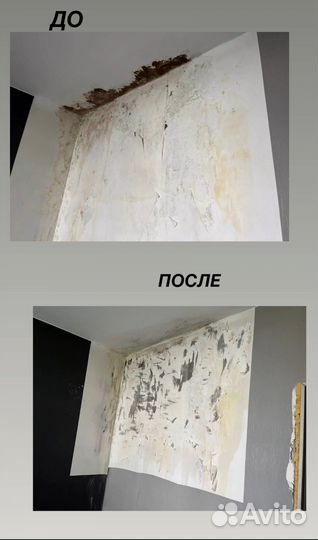 Уничтожение тараканов, клопов, Уничтожение плесени