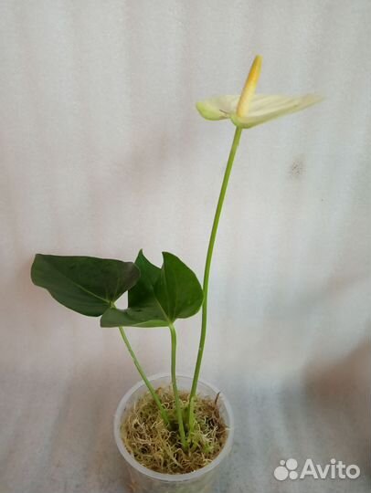 Антуриум Ванилла