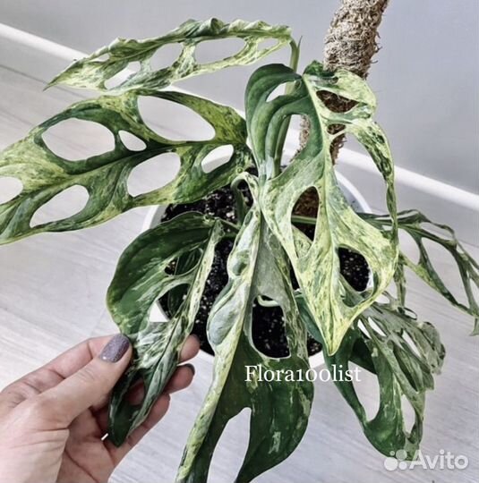 Монстера вариегатная Адансона