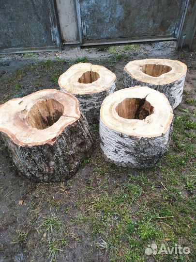 Березовые пни, торцевые спилы