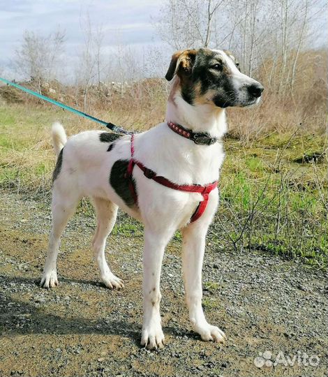 Собака Лиза