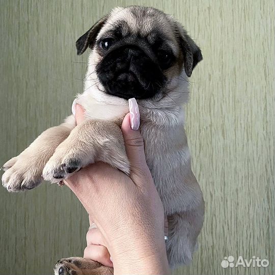 Щенки мопса