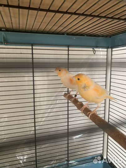 Кенара и канарейки