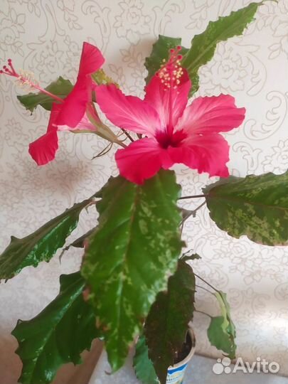 Комнатные цветы