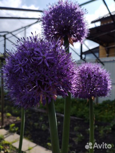 Растения для сада