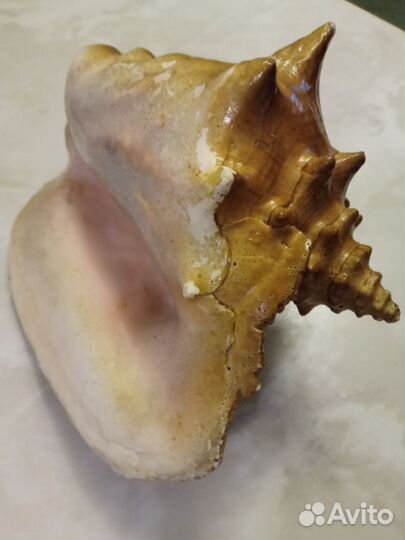 Ракушка большая океаническая