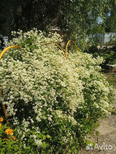 Клематис белое облако