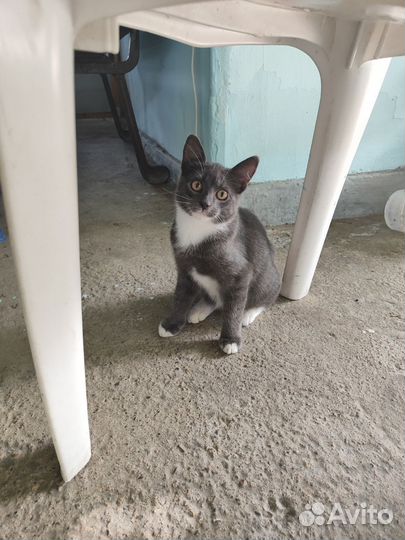 Котик в добрые руки