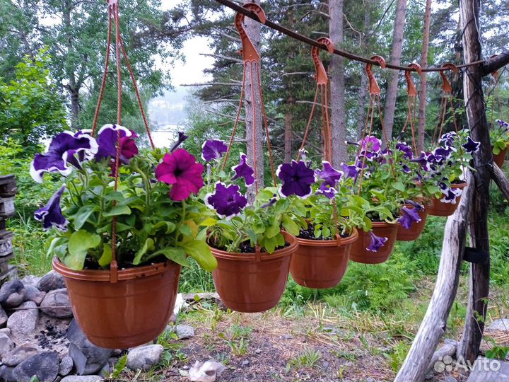 Кашпо с петунией