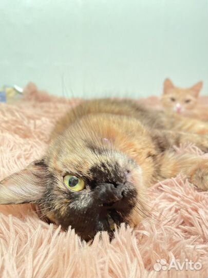 Кошка