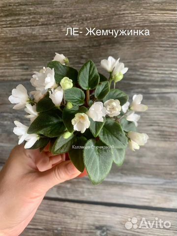 Детки мини фиалок