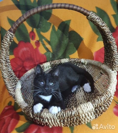 Черная кошка с белыми усами в добрые руки в дар