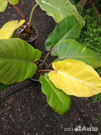 Филодендрон Ло Споттед