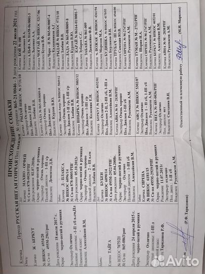 Русская пегая гончая