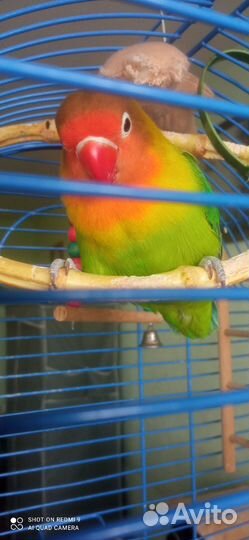Попугай неразлучны Фишера с клеткой