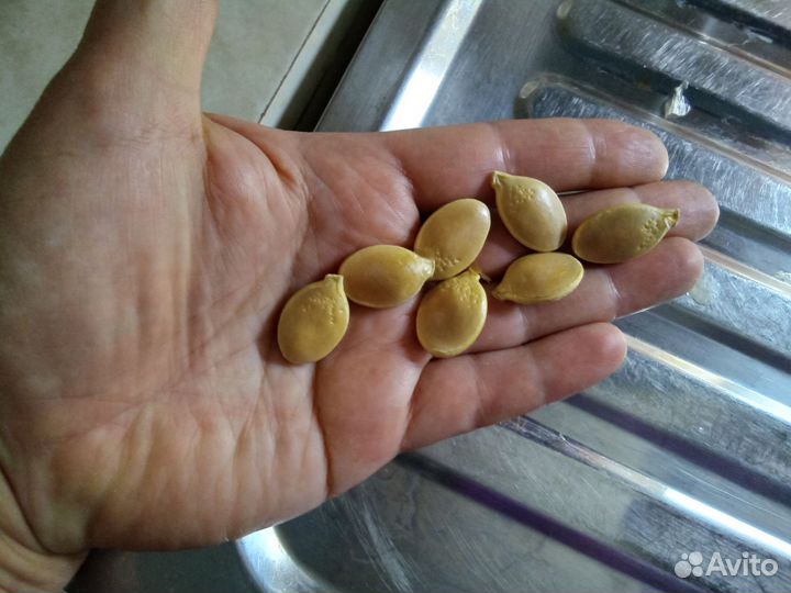 Семена крупноплодной тыквы