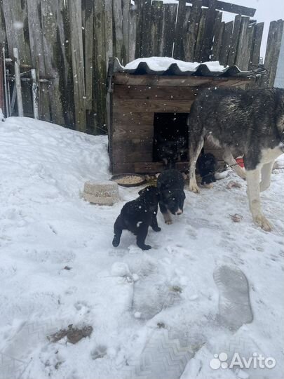 Щенок в добрые руки