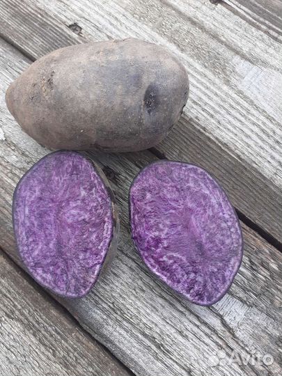 Семенной картофель