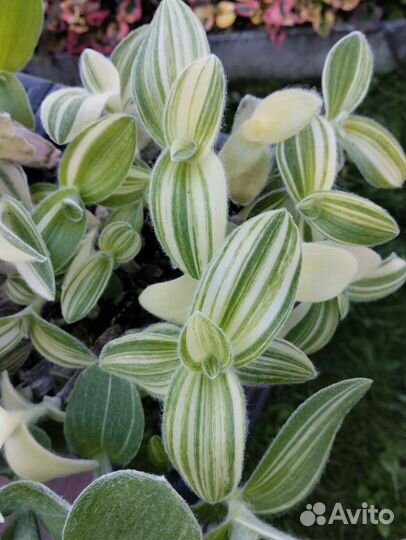 Традесканции