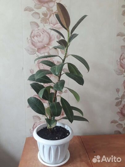 Фикус Мелани