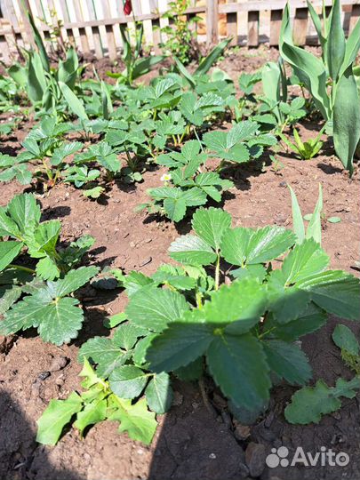 Рассада ремонтантной клубники