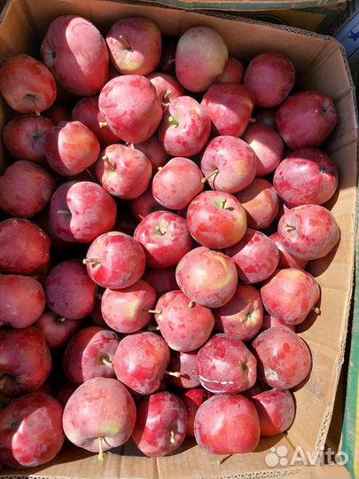 Яблоки оптом