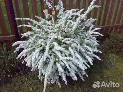 Спирея серая грифшейм, вангутта