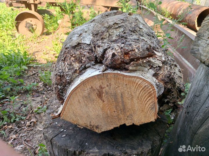 Кап Сувель Березовый