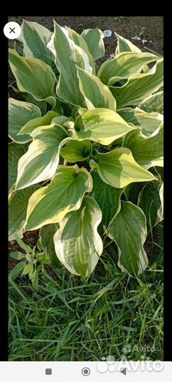 Хосты в наличии в городе