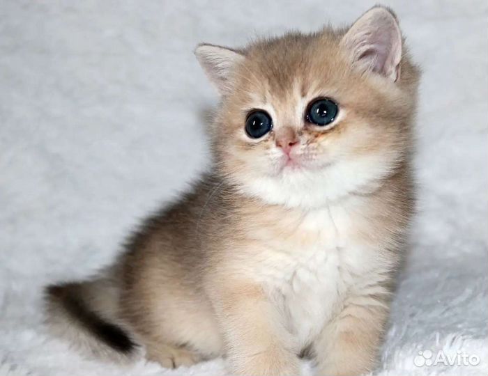 Девочки и мальчики голубое золото, ay11